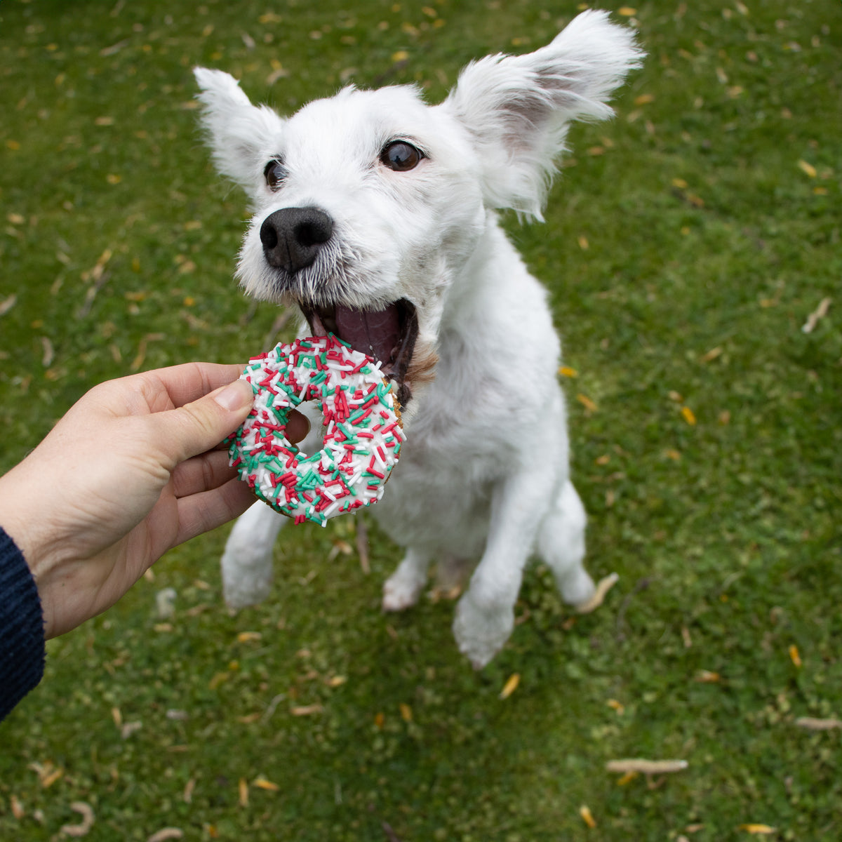 Single Woofmas Donut